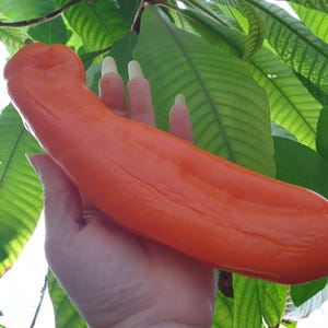 Op de afbeelding: Een feloranje vrucht, langwerpig en glad, tegen een achtergrond van weelderige groene bladeren. De kleur van de vrucht is een rijk, verzadigd oranje, wat op rijpheid duidt. De bladeren vormen een natuurlijk, groen kader.