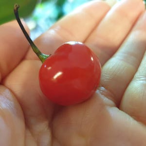 May include: A vibrant red cherry tomato with a glossy surface, held in an open hand. The tomato has a small, dark green stem. The background is blurred, suggesting a natural setting.
