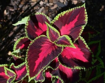 Top Swiss Coleus Mix 50 Seeds 8 types Samen semillas saad toxum sjeme