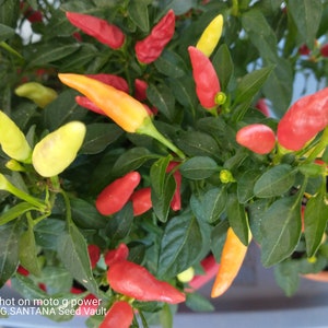 Peut inclure: Gros plan d'un plant de piments avec des feuilles vertes et des piments colorés. Les piments varient du rouge au jaune et à l'orange. La plante est dans un pot et l'image est bien éclairée.