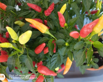 30 mini chiles picantes Basket of Fire Semillas frescas Orgánicos sin OGM para interior y exterior