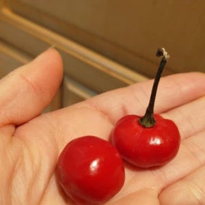Rot Wiri Wiri Guyana Pfeffer 30 Samen /Guyanese Chili, bio exotische smokey Körner frische samenkörner gemaserte Samen toxum sjeme Cemka llavor