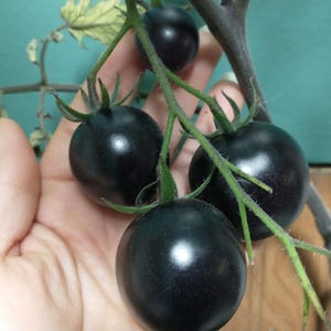 20 Seeds Caramel Black Medium sweet low acidity tomato plant semillas samen