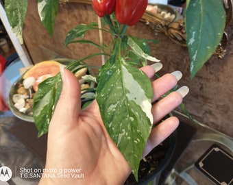 Pimientos dulces abigarrados enanos para interior y exterior, orgánicos, sin OGM, para espacios pequeños, planta en contenedor