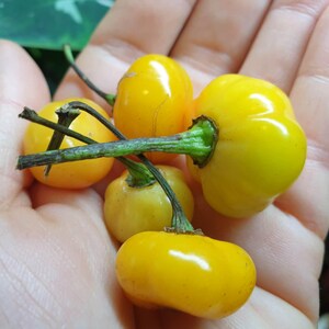 Guyana Wiri Fire smokey pepper Guyanese golden yellow Chili organic exotic graines fresh semillas grained Samen toxum sjeme Cemka llavor