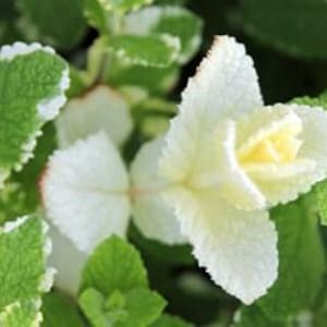 May include: A detailed shot of a white flower with a yellow core, set against a backdrop of green and white variegated leaves. The flower's textured petals are in sharp focus, contrasting with the softer background of foliage. The image showcases the plant's natural beauty.