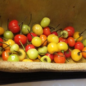 Yellow Wiri - Wiri Guyana Pfeffer 30 Samen Guyanan golden Chili bio exotische Körner frische samengut gemasert Samen toxum sjeme Cemka llavor