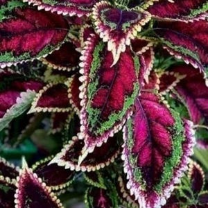 May include: Detailed image of a coleus plant, showcasing its colourful leaves. The leaves are a mix of deep burgundy, vivid green, and creamy white, offering a striking contrast. The foliage is detailed and textured, highlighting the plant's intricate patterns.