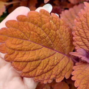 Kupfer Coleus Pflanze 40 SAMEN Saad Semillas gekörnte Samen Toxum sjeme Cemka Llavor