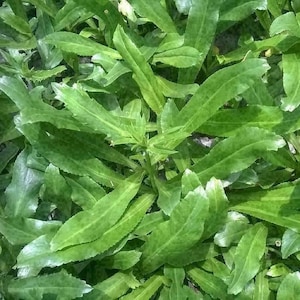 Shadow Beni Culantro, Recao, Mexican coriander, Bhandhania, Long coriander, Sawtooth coriander, Ngò gai 100 Seeds