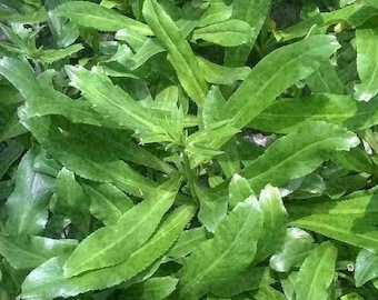Culantro Beni Sombra, Recao, Cilantro Mexicano, Bhandhania, Cilantro Largo, Cilantro Diente de Sierra, Ngò gai 100 Semillas