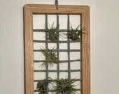 Large Wall Hanger Air Plant Frame, handmade, wall décor, air plant holder, wood frame, oak wood