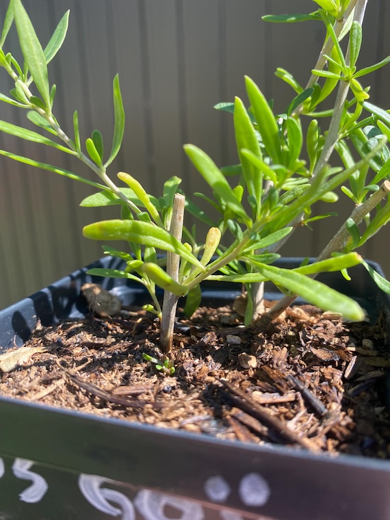 Rare Stardust Goji Berry Live Starter Plant – Rooted & Ready to Grow ...