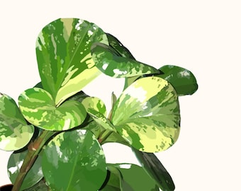 Carl the Obtusifolia // Plant Art