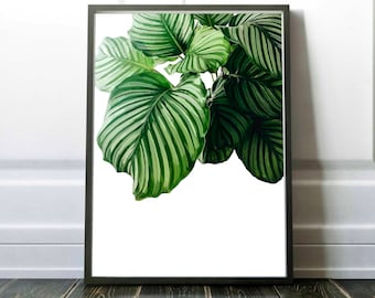 Calathea Orbifolia Digital Art, Botanical Art Print, Simple Form, Leaf Wall Art, Plant Artwork, Gallery Wall Addition