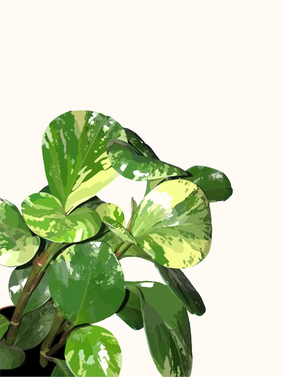 Carl the Obtusifolia // Plant Art