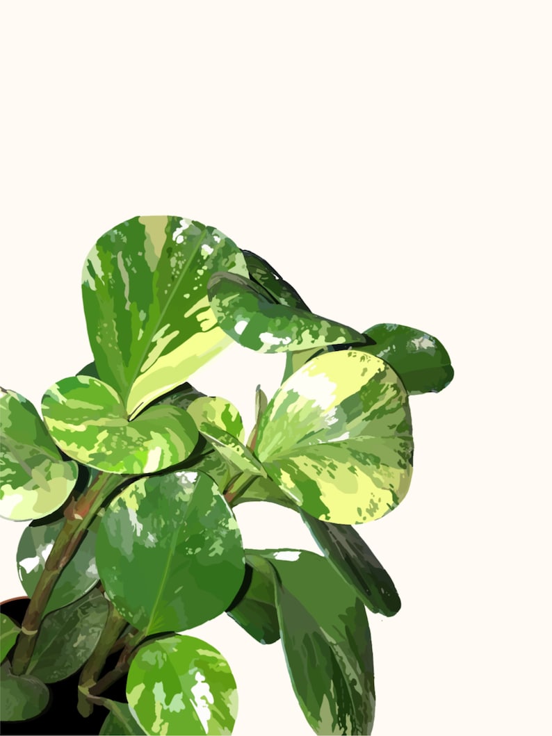 Carl the Obtusifolia // Plant Art image 1