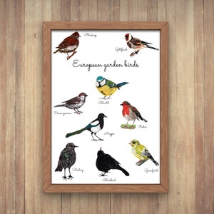 Birds print,bird wall art,garden birds poster,european bird wall print,birds illustration art,many birds print,British birds wall decor