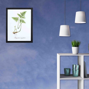 May include: A framed botanical illustration of a fern plant with the text "Polypodium vulgare" printed below the image.