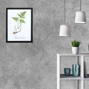 May include: A framed botanical illustration of a fern plant with the text "Polypodium vulgare" printed below the image. The frame is black and the image is on a white background. The frame is hanging on a gray concrete wall. There are two white pendant lights hanging from the ceiling above a white shelf with a potted plant, a vase, and three teal blue cups.