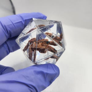 May include: A clear, twenty-sided polyhedral die made of resin, featuring a brown, textured spider encased within the transparent material. The die has sharp edges and clearly visible numbers etched into the surface of the geometric shape.