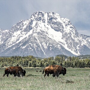May include: Four brown bison stand in a grassy field with a snow-capped mountain range in the background.