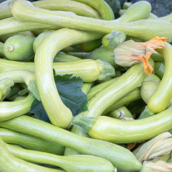 Lot de 25 Graines de Courgette-Courge Musquee Longue De Nice