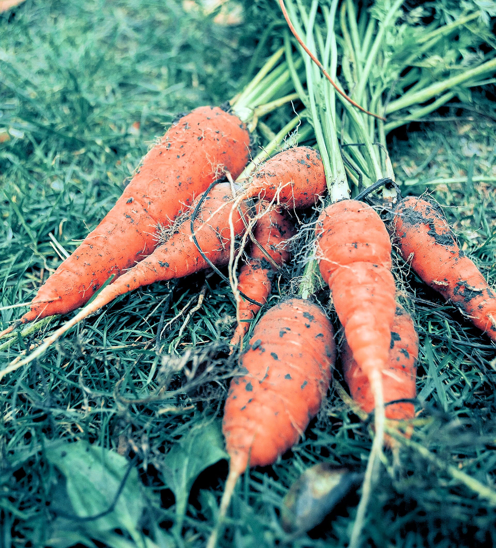 Lot de 500 Graines Carottes Kuroda Variété Japonaise - Semences Carotte Potagères Qualité Culture Fa