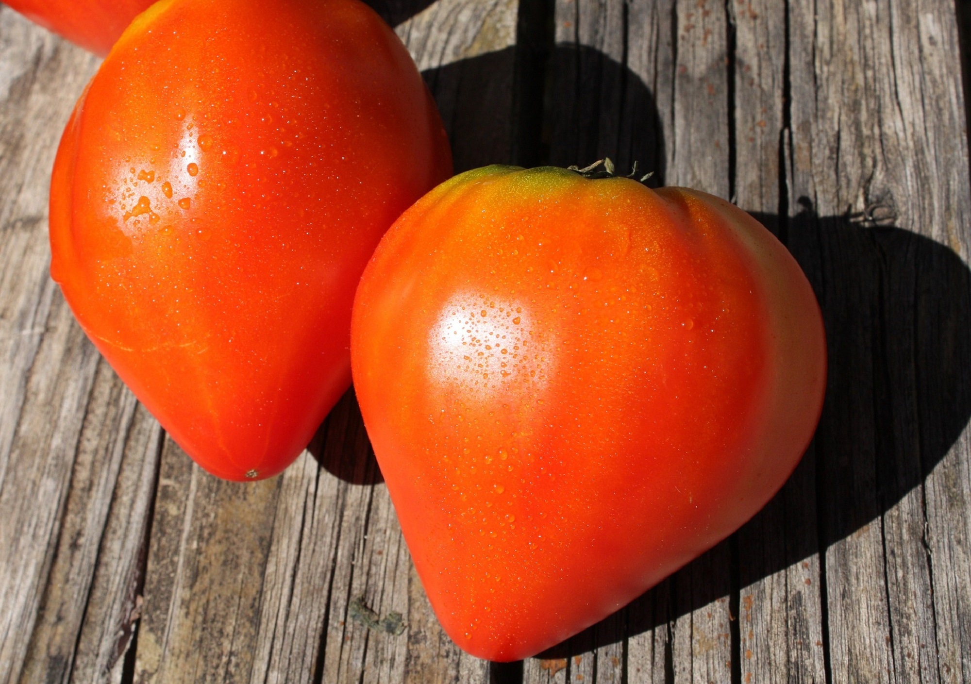 Lot de 100 Graines Tomate Cuor Di Bue - Variété Italienne Goûteuse et Les Plus Savoureuses Chair Fer