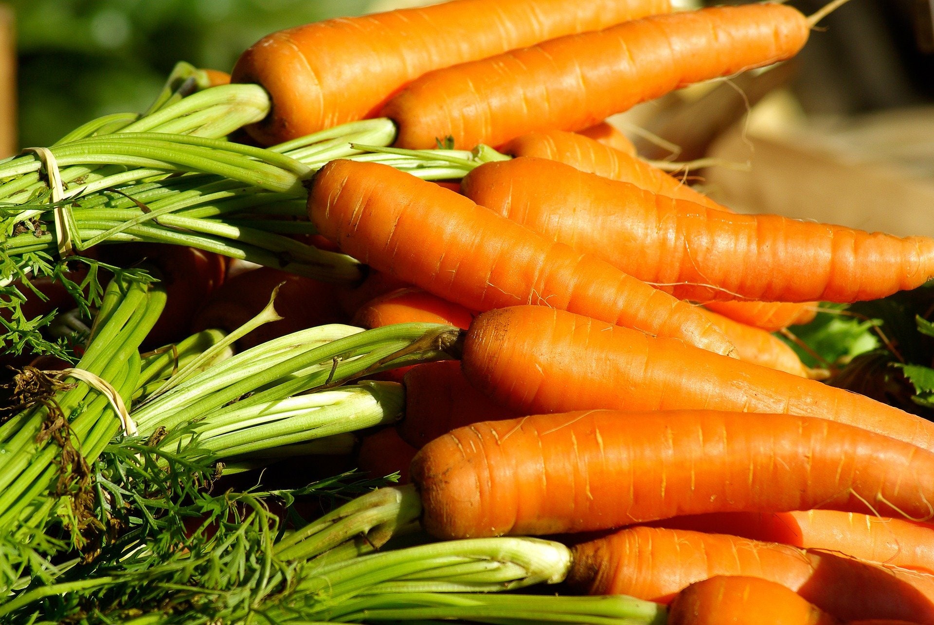 Lot de 500 Graines Carottes Tip Top - Grande Qualité Gustative Très Bonne Conservation 100 % Françai