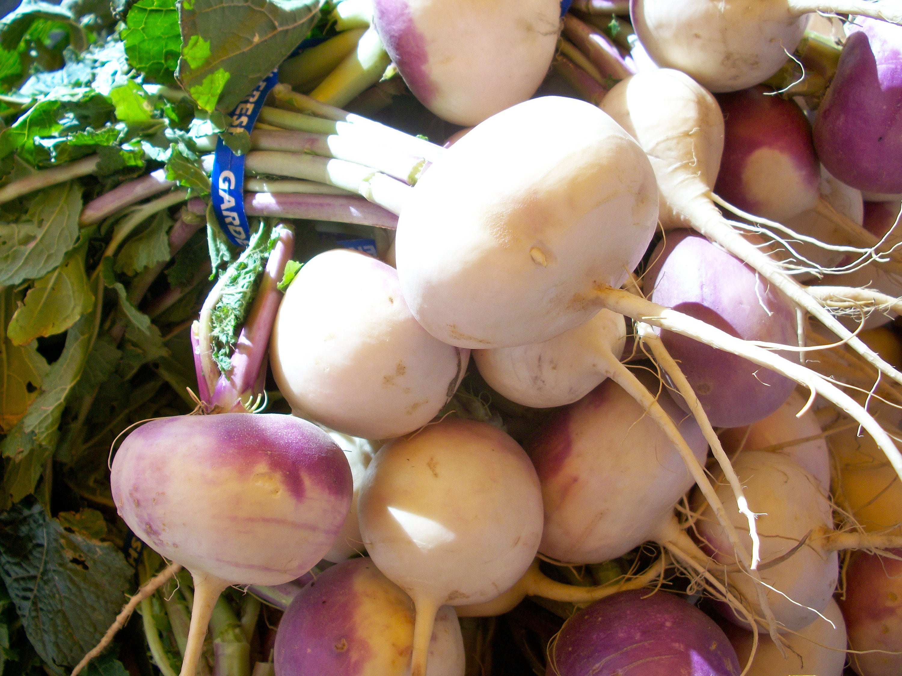 Lot de 500 Graines Navet Blanc à Collet Violet - Facile Cultiver -Ferme et Sucré Qualité Gustative 1