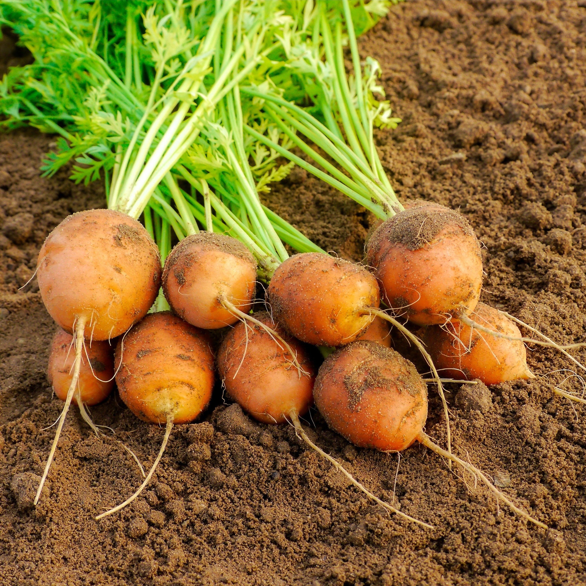 Lot de 500 Graines Carottes Mercado Paris 3 - Idéal Pour L'apéritif Culture Facile Potagères Qualité