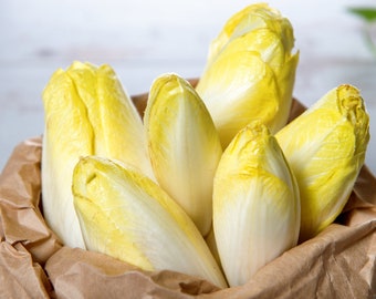 Lot de 500 Graines de Chicoree Witloof - variété produisant des endives lourdes et bien serrées - Semence reproductible