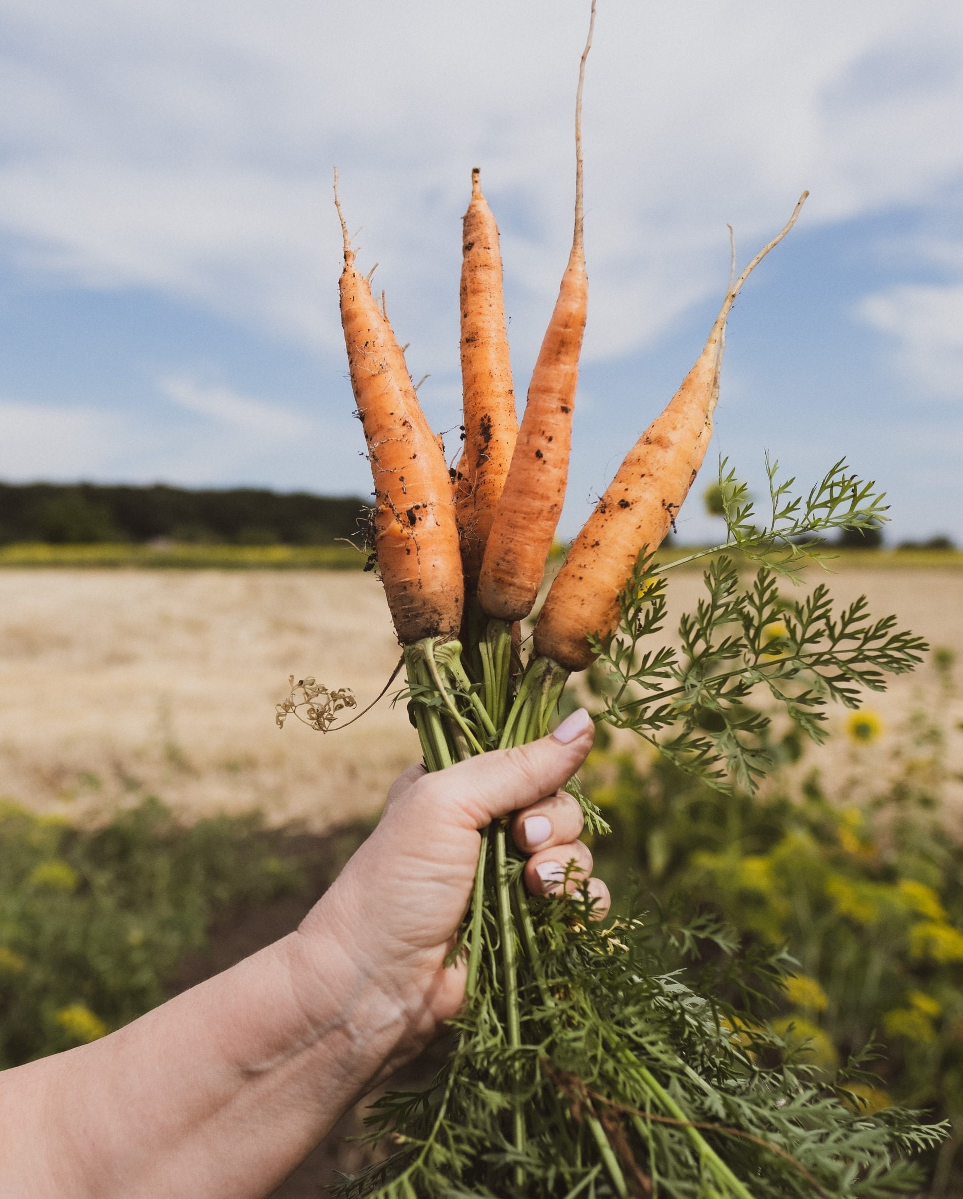 Lot de 500 Graines Carottes Meaux - Variété Ancienne et Rare Douce, Croquante Sucrée Semences Qualit