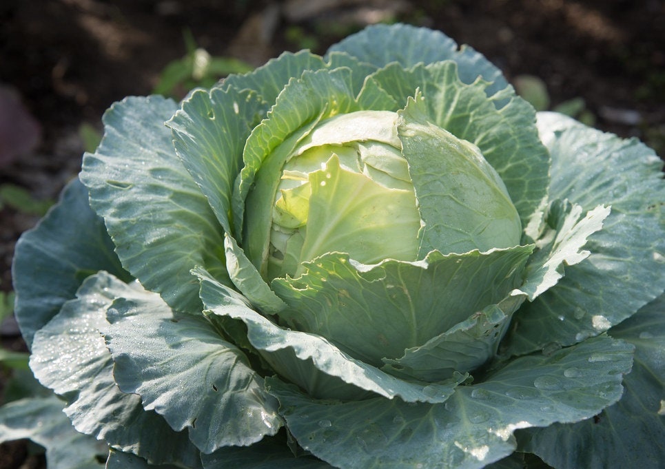 Lot de 200 Graines Chou Cabus Marche Copenhague 4 -Ancienne Variété -Variété Rustique et Productive 