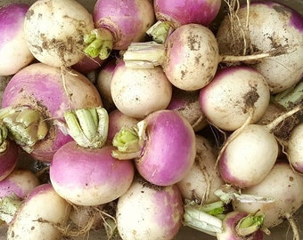 Onions De Barletta Seeds Allium Cepa Seeds Code 410 Etsy