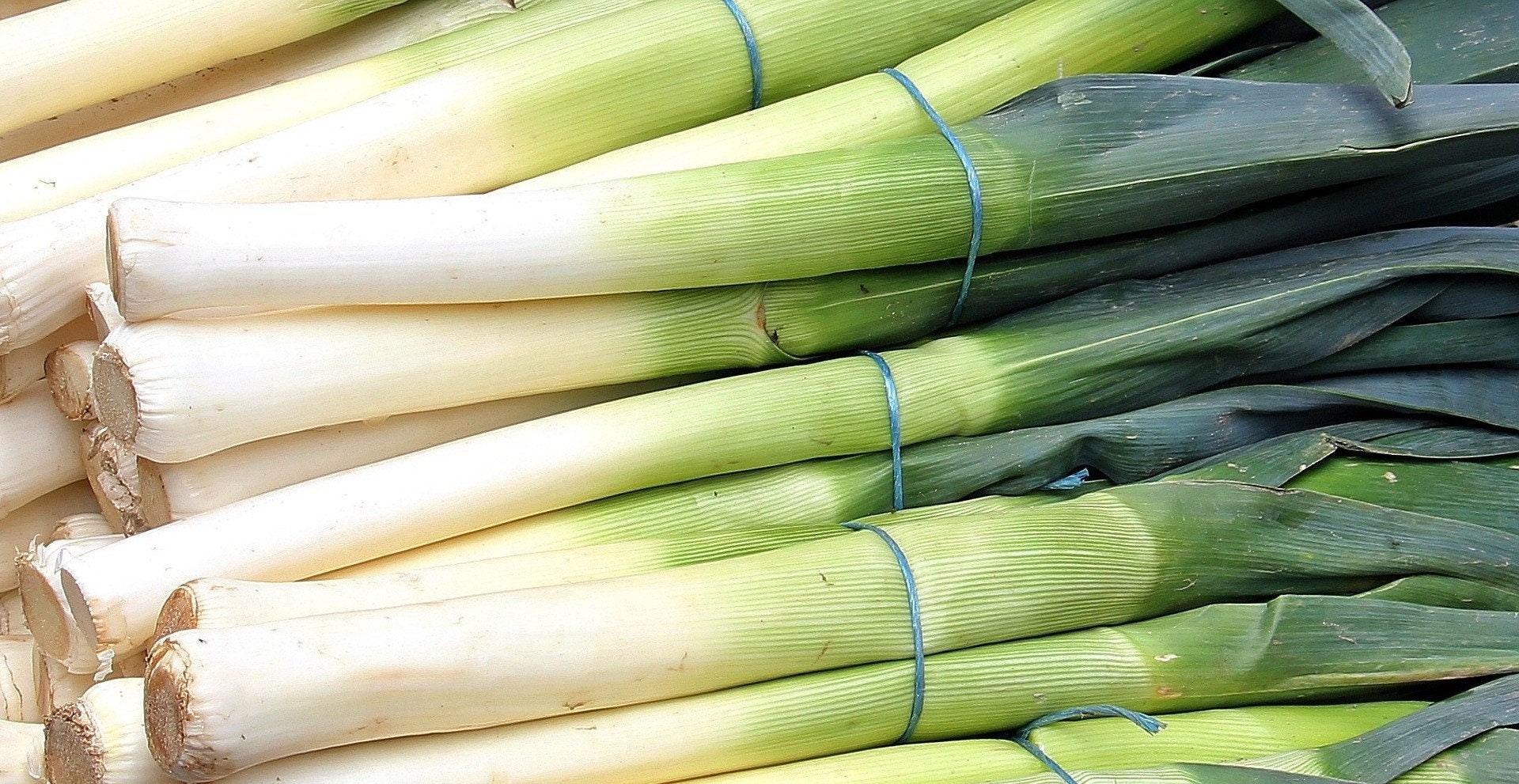 Lot de 250 Graines Poireau Gros Long d'eté - Variété Estivale et Savoureuse Idéal Pour Les Plats d'é