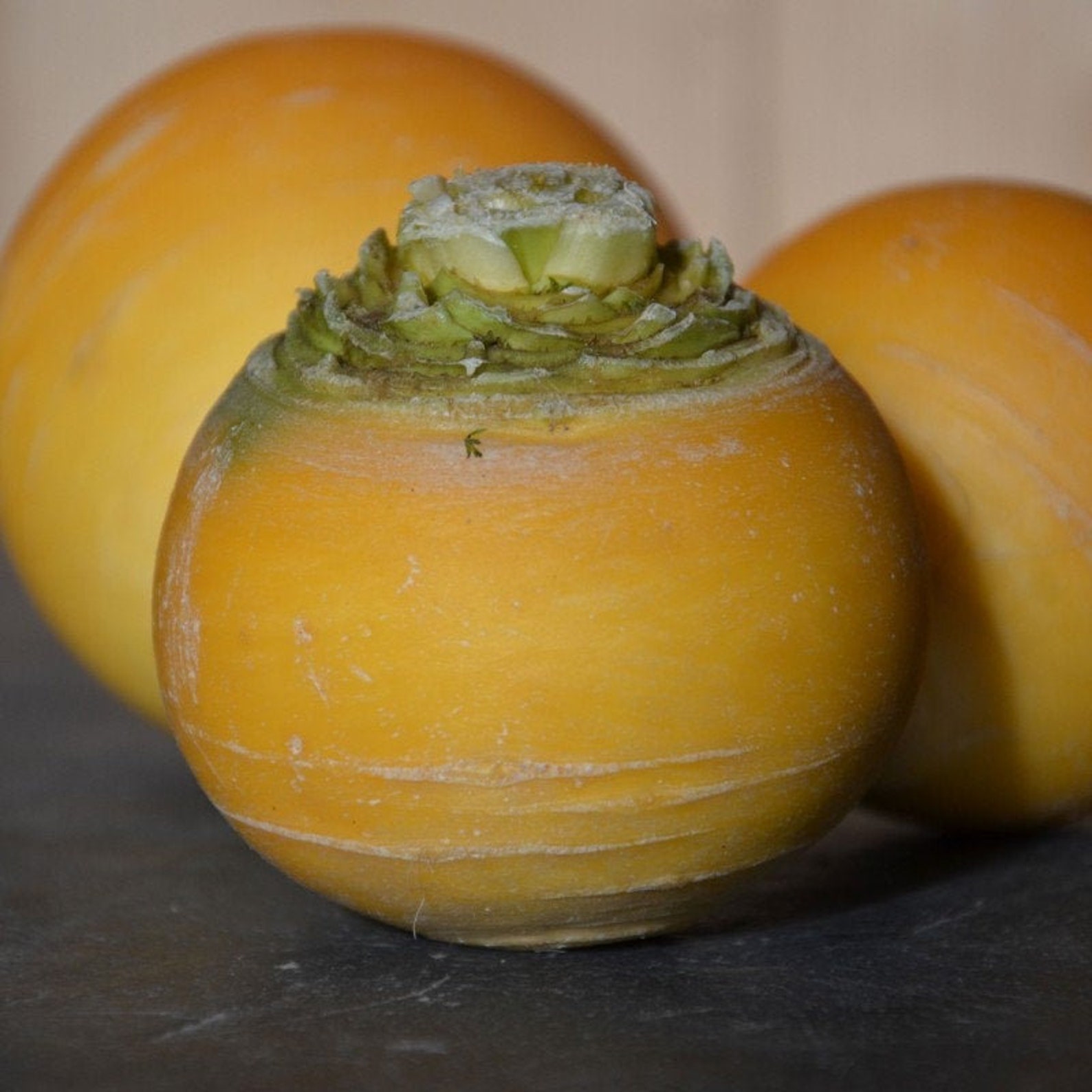 Pack of 500 Golden Ball Yellow Turnip Seeds Etsy