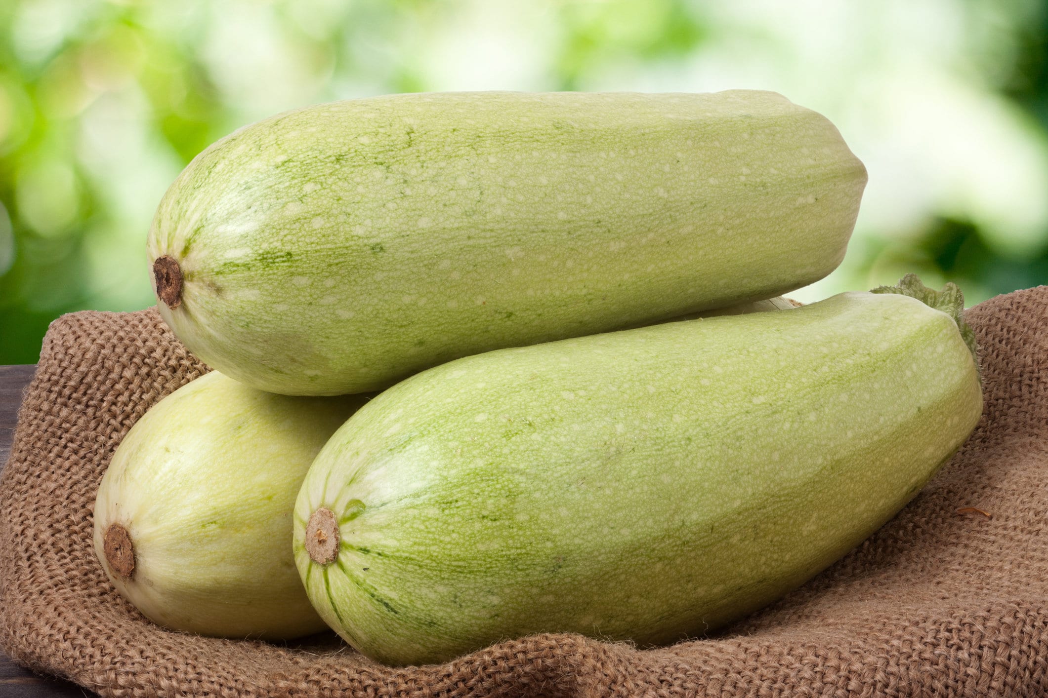 Lot de 25 Graines Courgette-Courge White Lebanon - Variété Non Coureuse Très Ancienne d'origine Chai