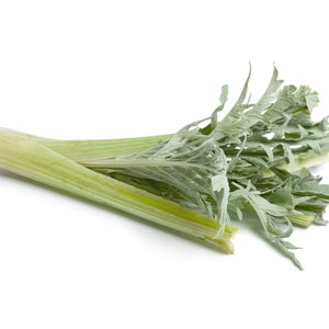 Lot de 50 Graines de Cardon Plein Blanc Amelioré - Variété rustique et vigoureuse - Sans épine, volumineuse, carde large et charnue