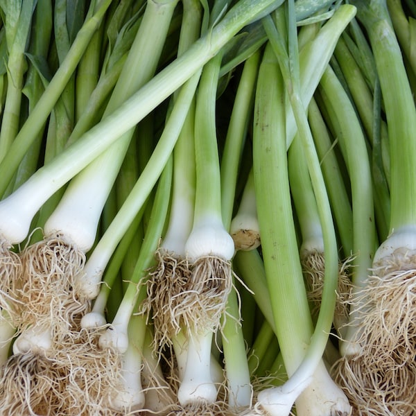 Lot of 200 Early White Scallion Seeds - Aromatic plant - Very easy to grow - Gustative Quality - 100% Reproducible