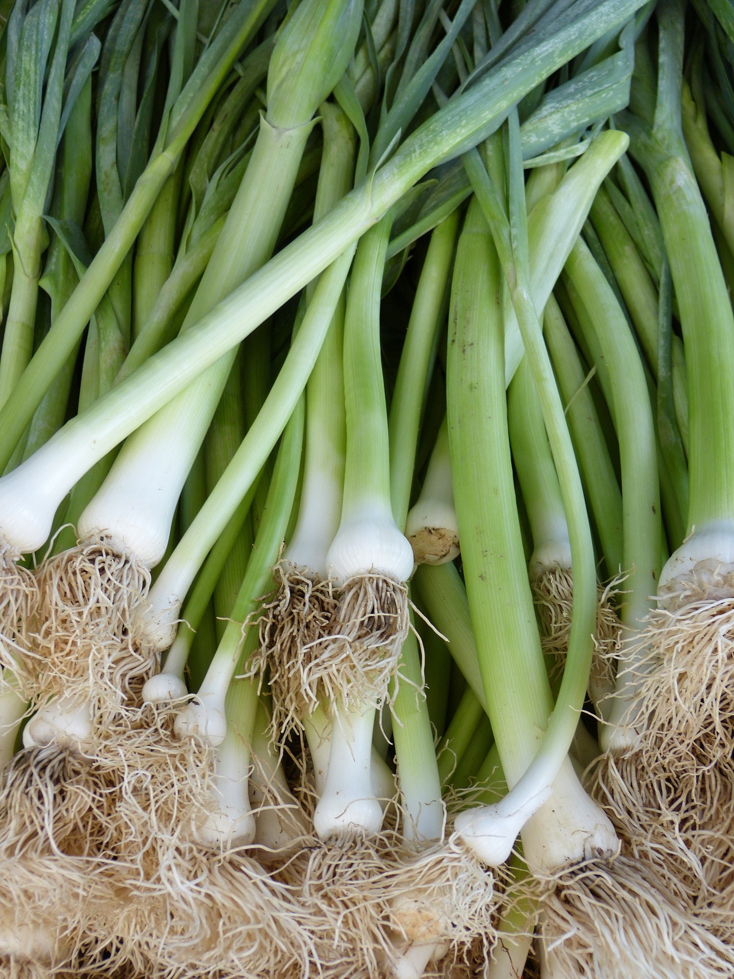 Lot de 200 Graines Ciboule Blanche Hâtive - Plante Aromatique Très Facile à Cultiver Qualité Gustati