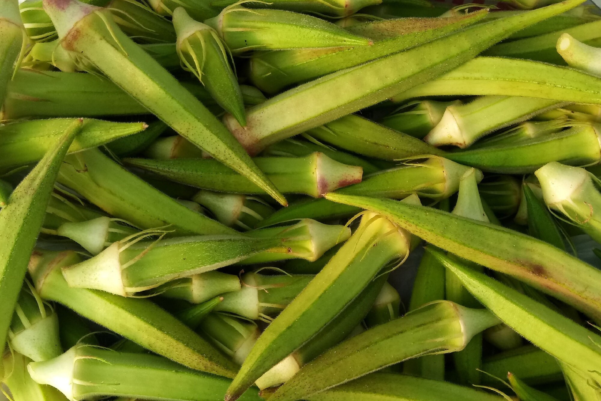 Lot de 50 Graines Gombo | Okra Clemson Spineless - Plante Sans Epines Facile Culture Très Productif 