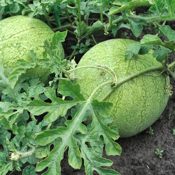 Lot de 25 Graines de Pastèques Grey Ball - vigoureuse - Belle forme de fruit - Rouge foncé, très sucré Poids moyen 12 kgs - Fort Rendement