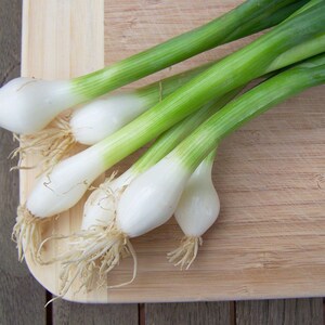 Semences De Ciboule à L'Ail - Achat De Graines Aromatiques