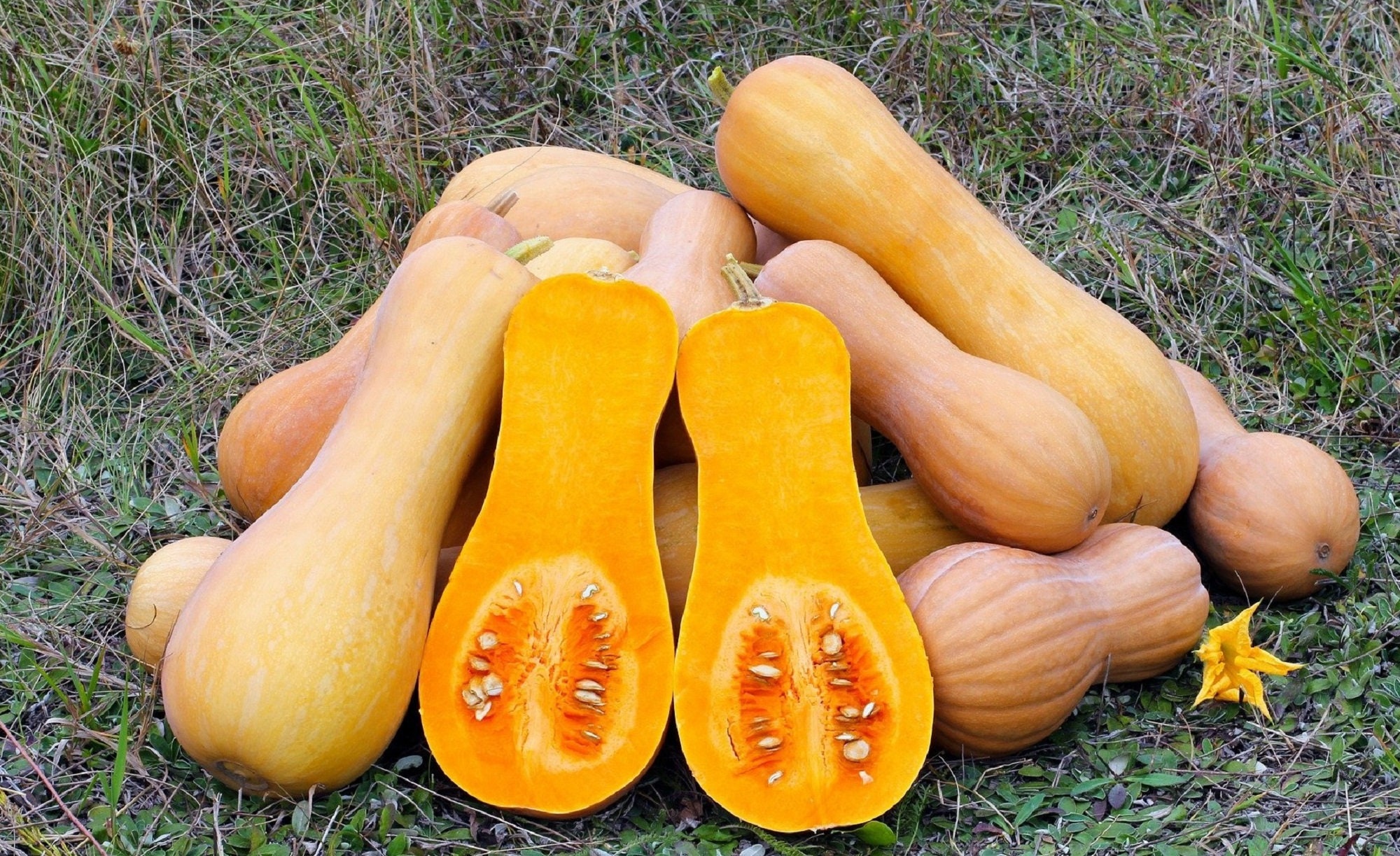 Lot de 25 Graines Courgette-Courge Musquée Butternut - Chair Parfumée, Délicieuse Excellente Conserv