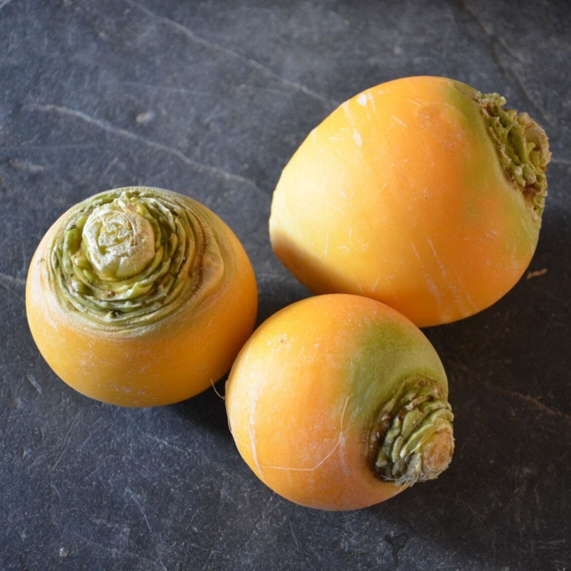 Pack of 500 Golden Ball Yellow Turnip Seeds Etsy