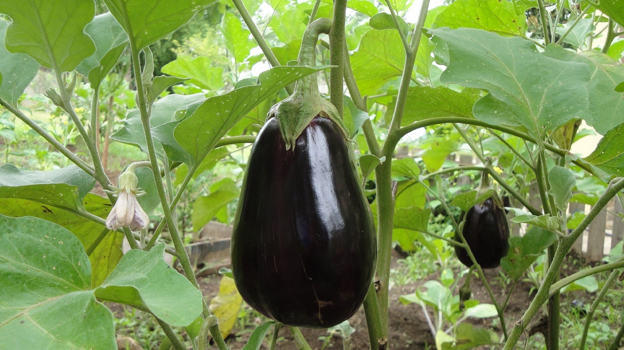 Lot de 100 Graines d'aubergine Black Beauty - Variété Ancienne et Précoce Fruits 400 à 600 Gr Excell