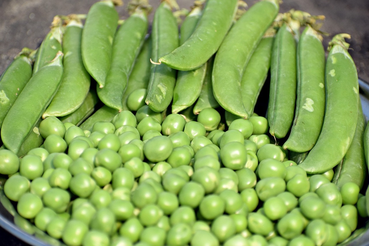 Lot de 50 Graines Pois Potager Alicia - Saveurs Douces et Sucrée Facile à Cultiver Gustative 100 % R