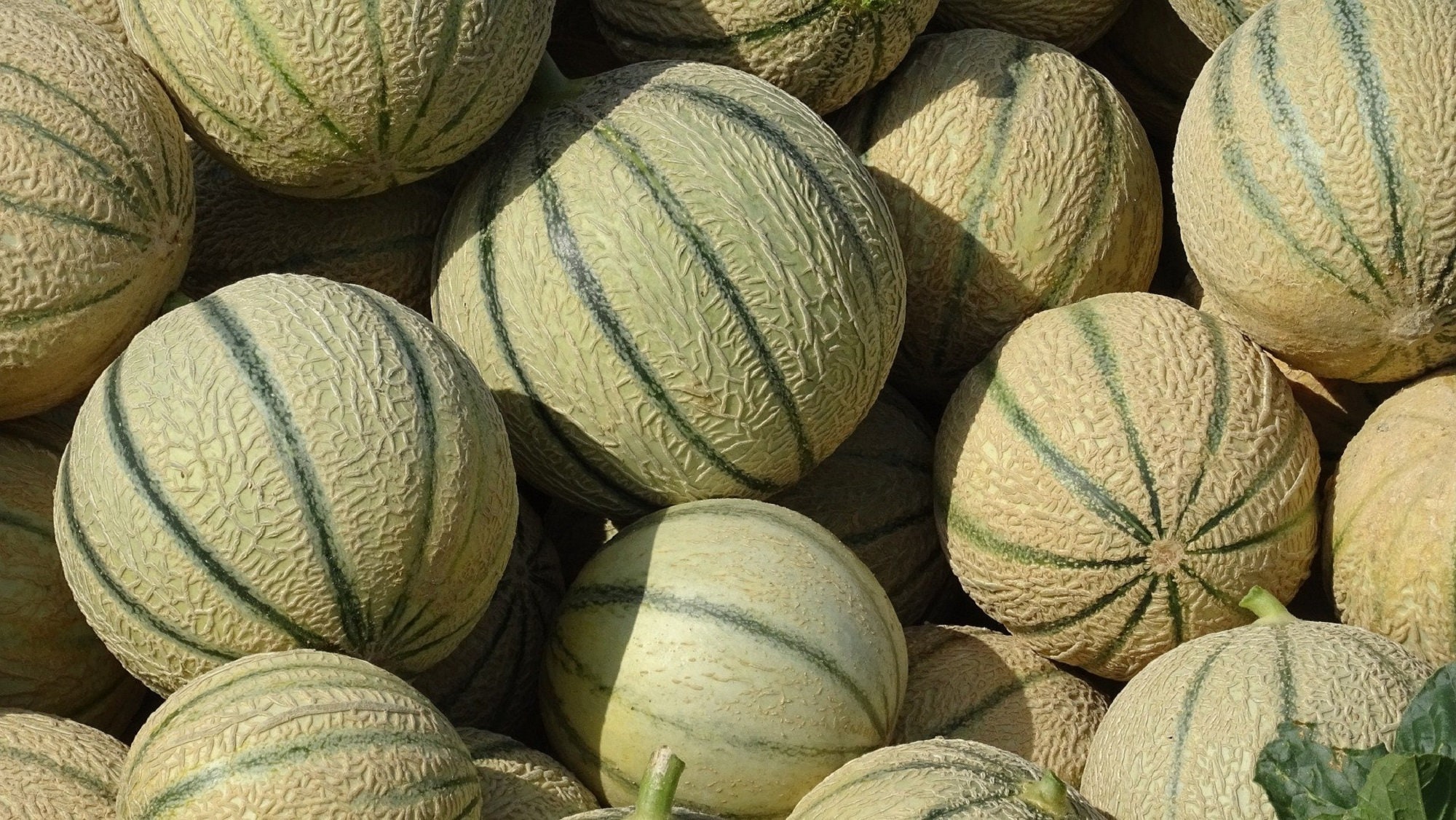 Lot de 50 Graines Melon Charentais - Variété Française Très Sucrée et Parfumée Chair Ferme Orange Fo